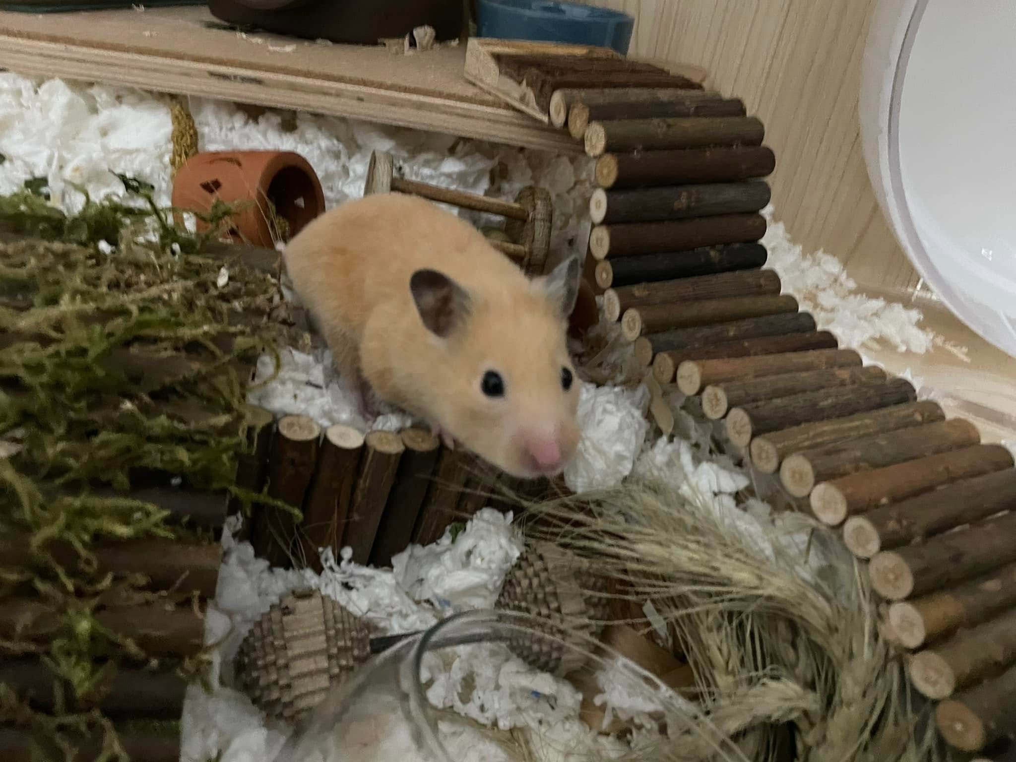 hamster cage setup first day owner giving space UK
