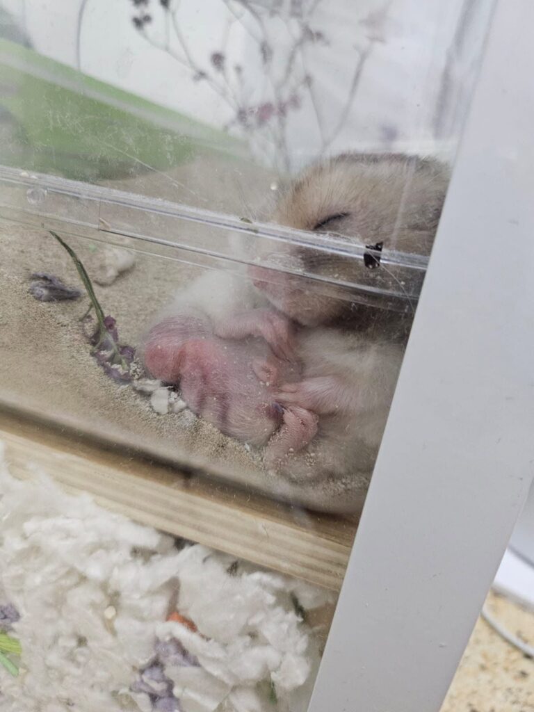 hamster in a bedroom cage. In Hot Weather