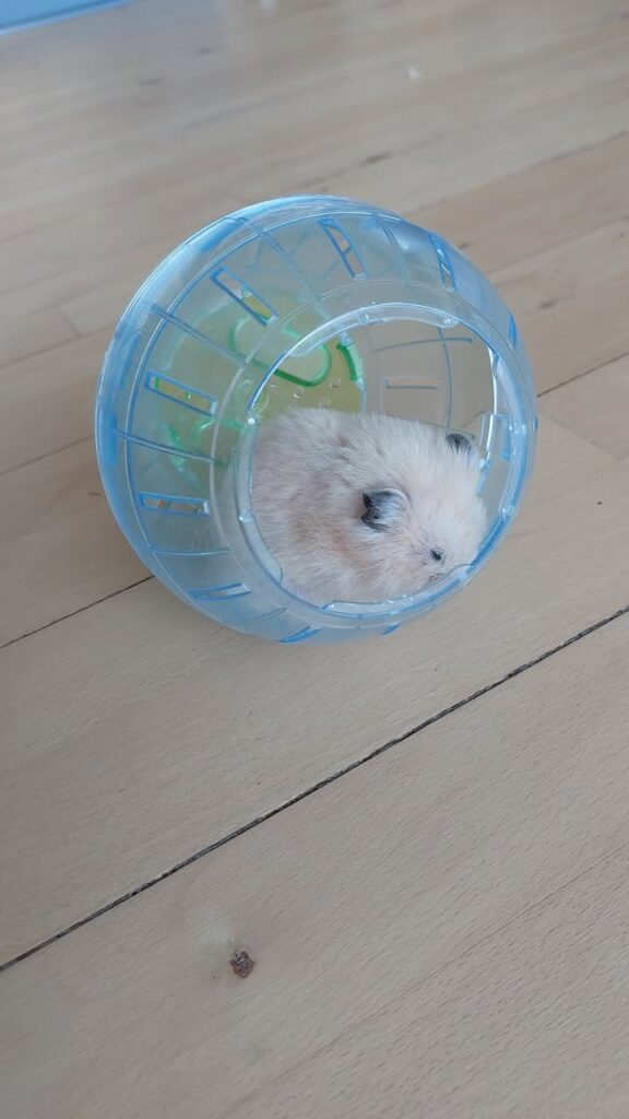 hamster is weak