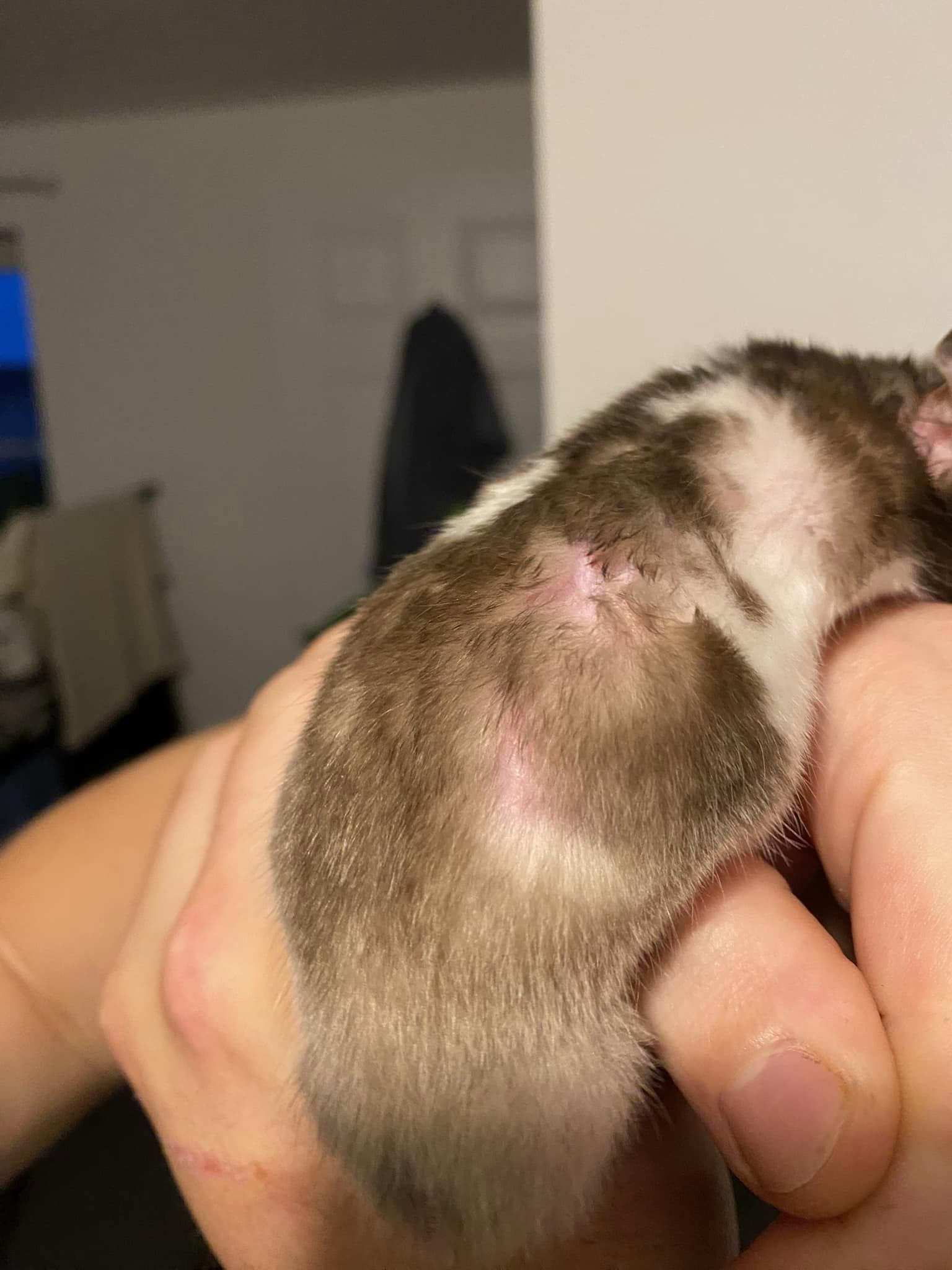 hamster ringworm circular bald patch UK zoonotic
