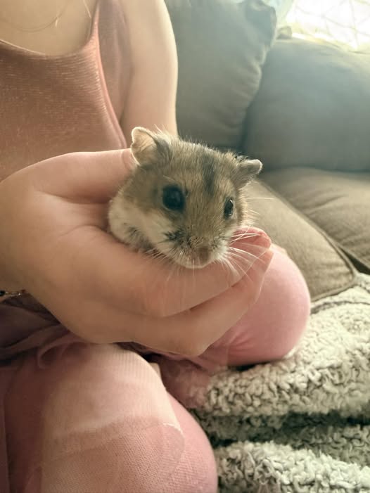 hamster stepping onto owner hands first handling UK