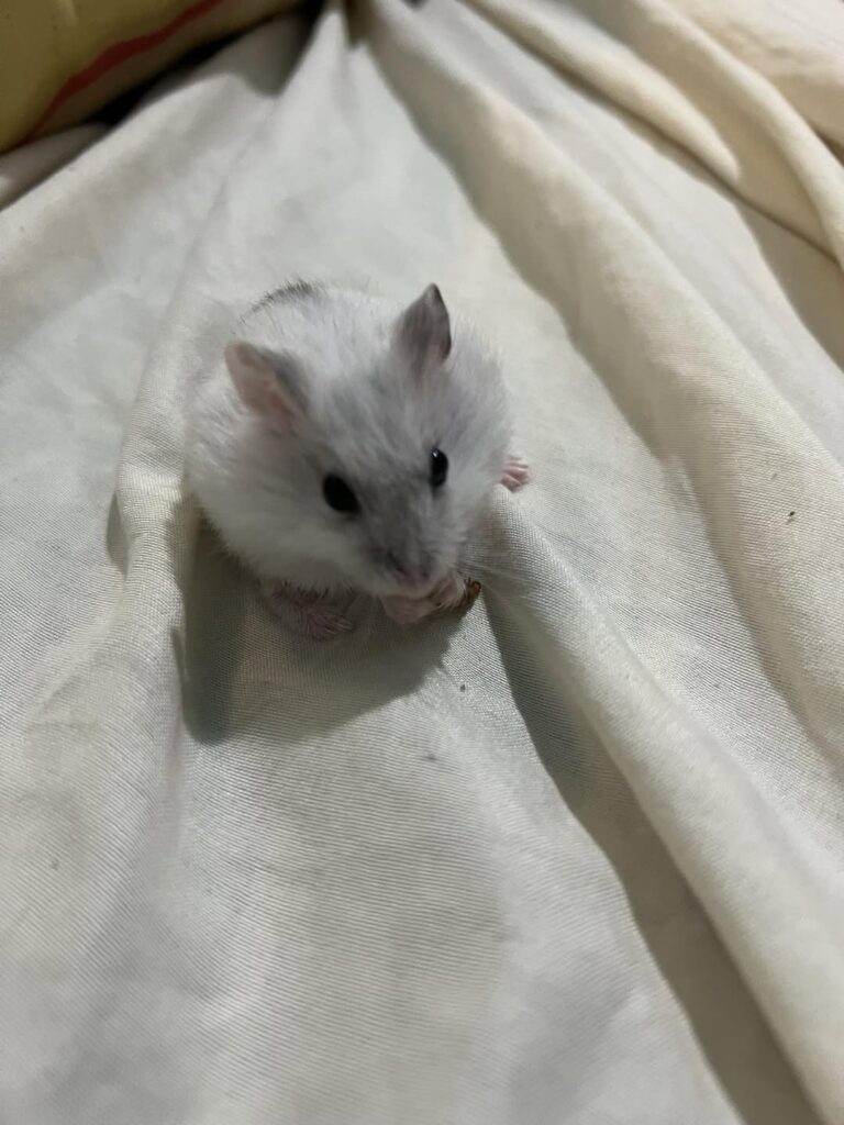 hamsters Small Pet Travel Advice