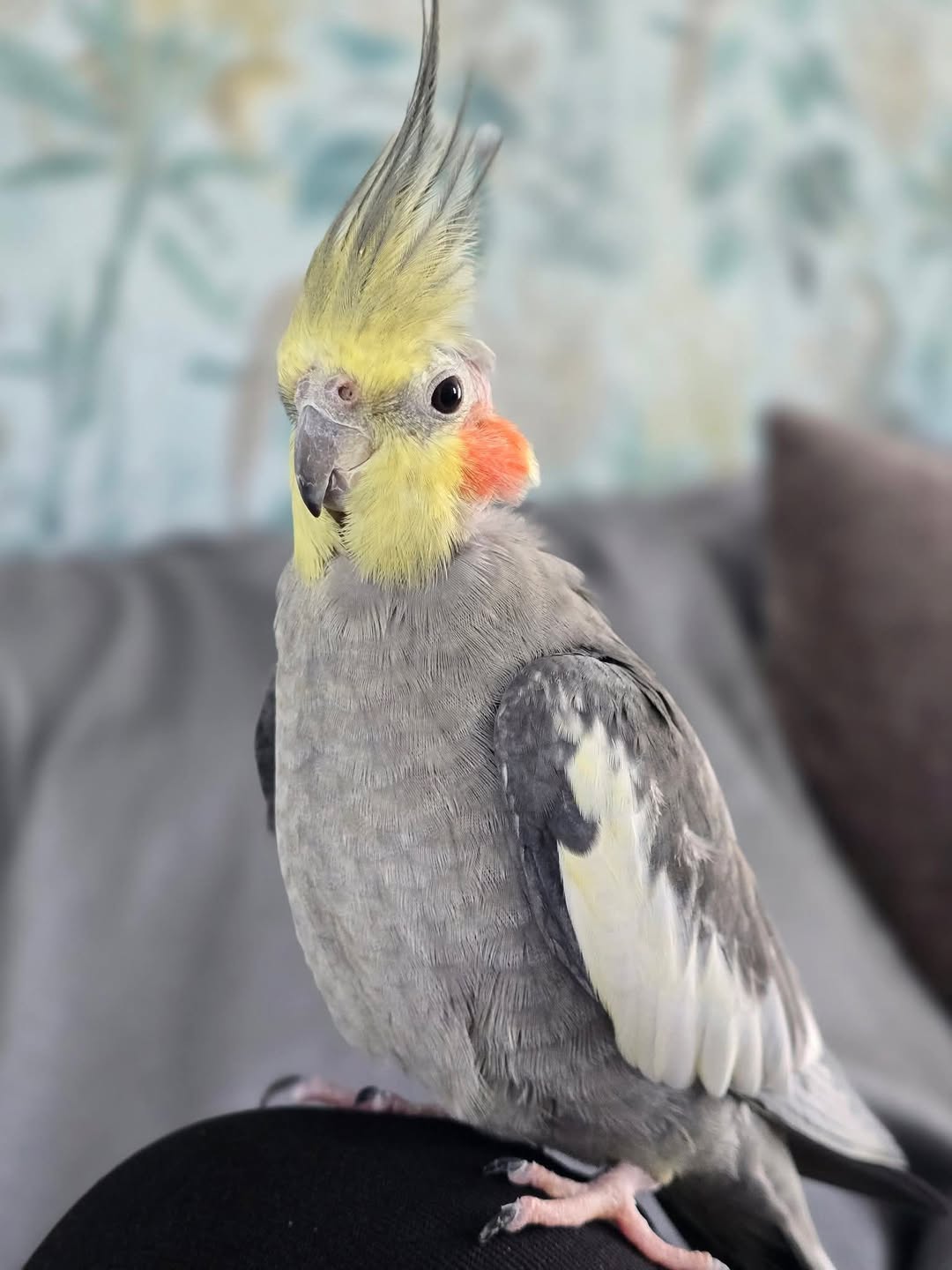 hand tamed cockatiel pet shop Swindon UK reputable