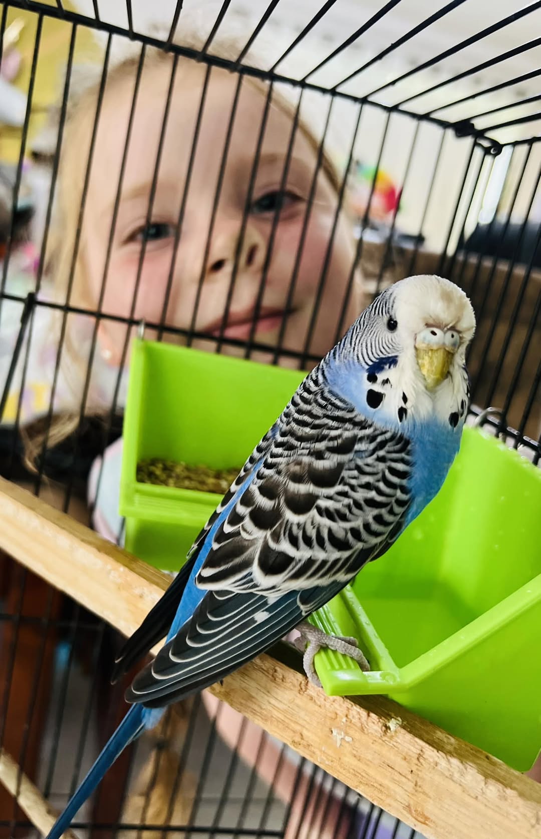 healthy budgie in correctly positioned cage