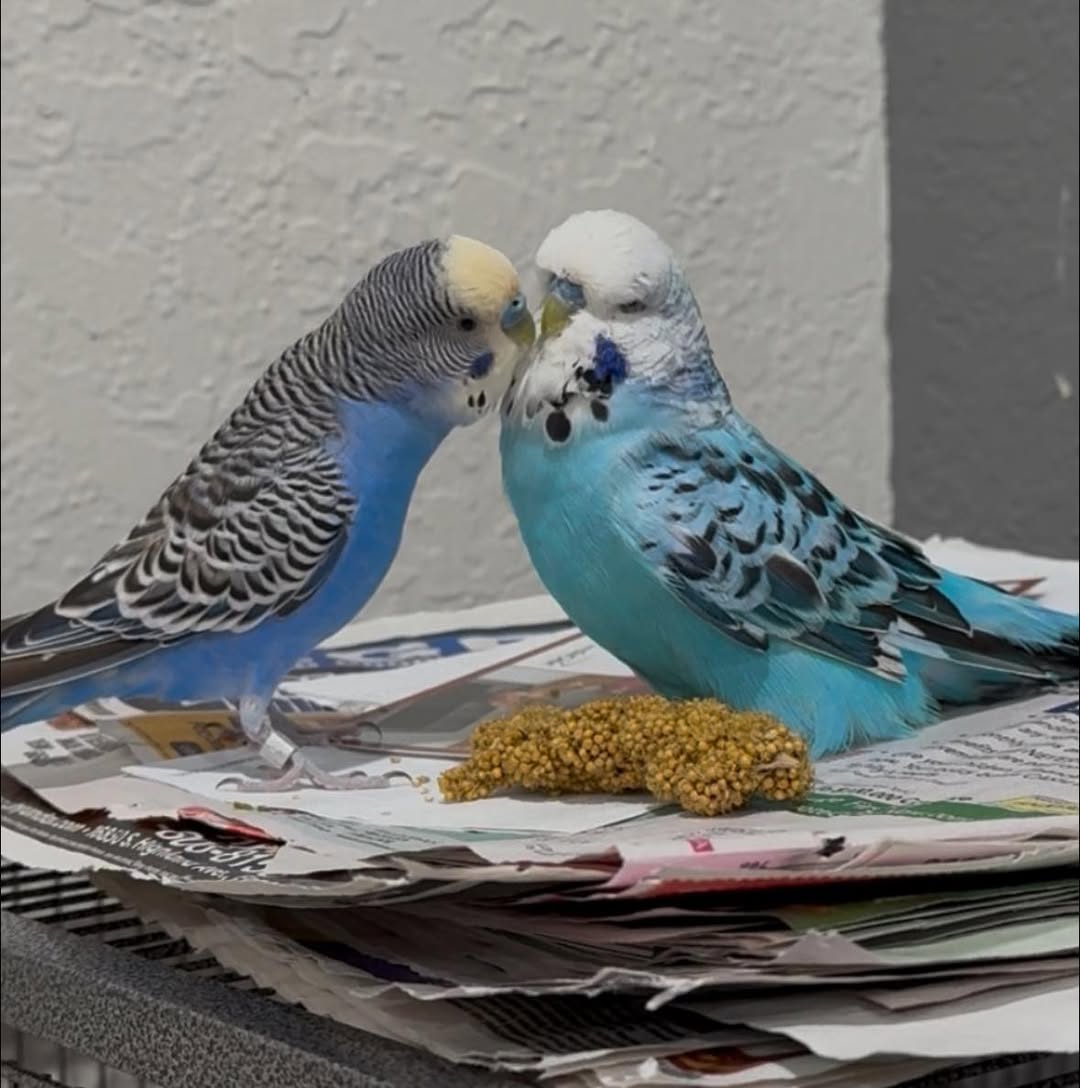 healthy budgie prepared owner UK avian vet identified paradise pet