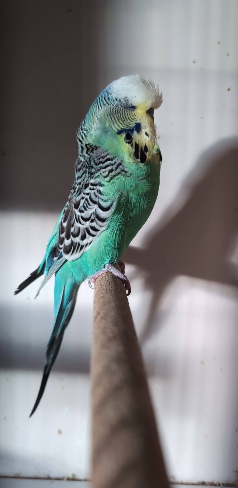 healthy budgie safe summer indoor environment UK paradise pets