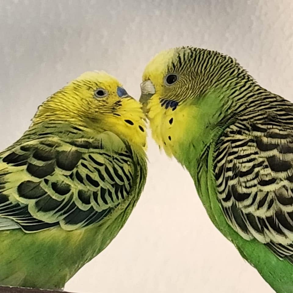healthy resilient budgie UK pet bird Australian origin