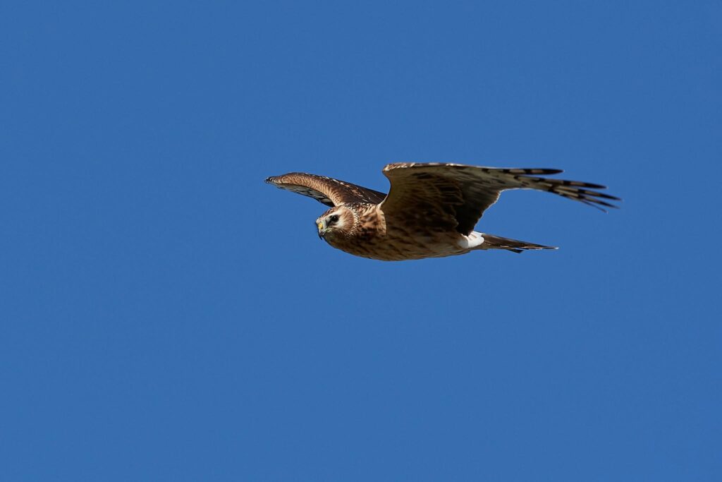 Hen harrier in the UK, a protected bird of prey affected by illegal persecution