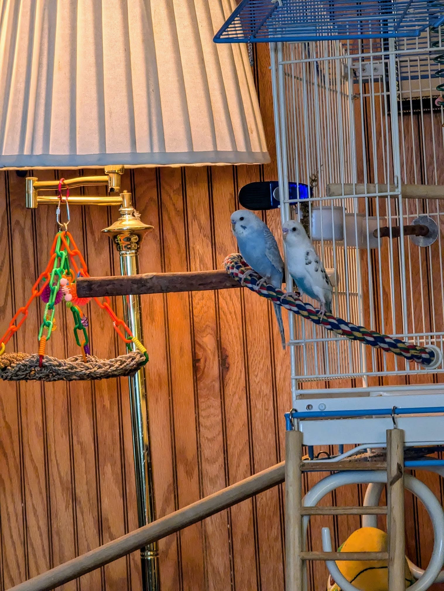 honest pet buying conversation Swindon pet shop