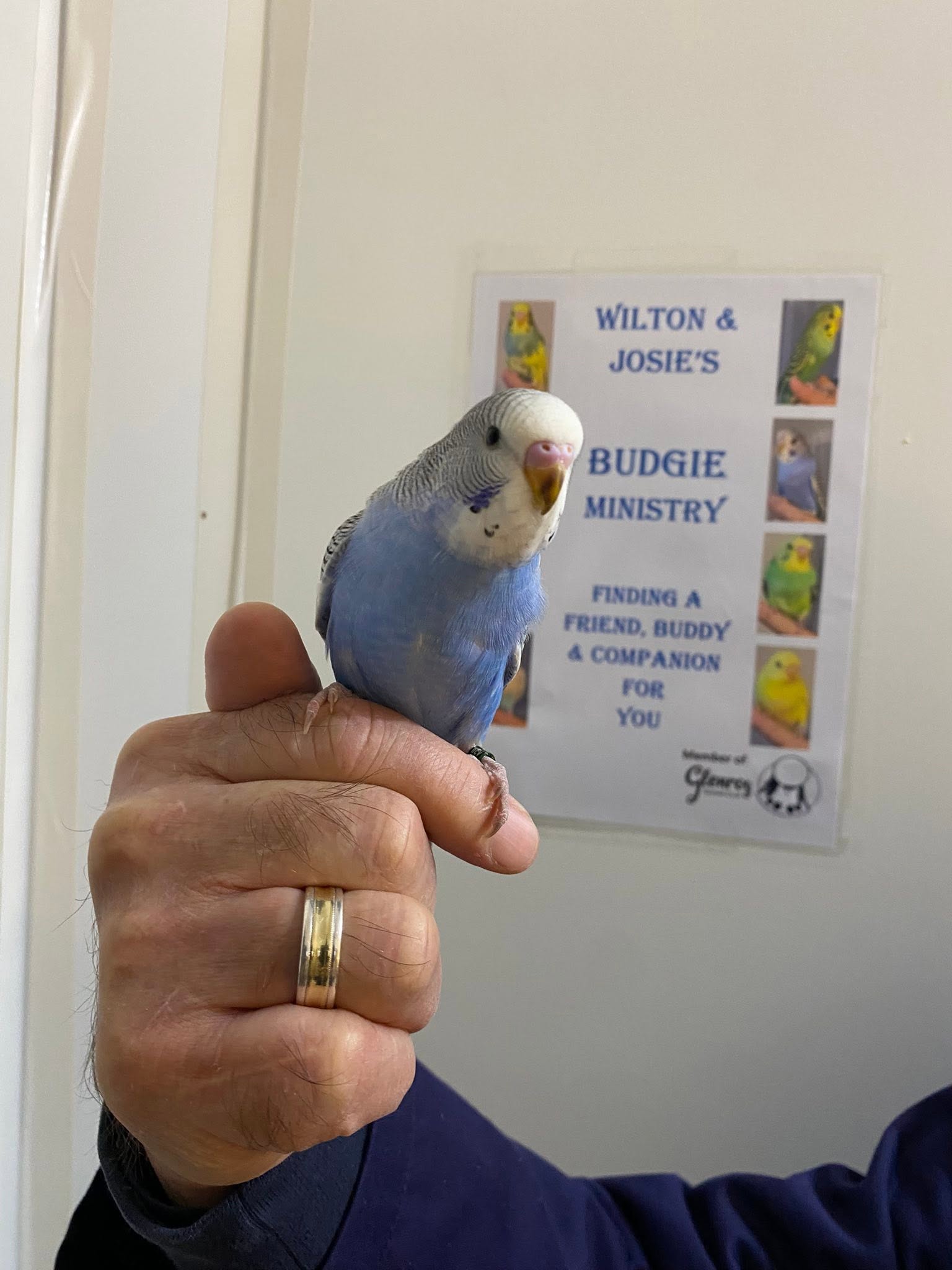impulse pet bird purchase summer UK holiday family