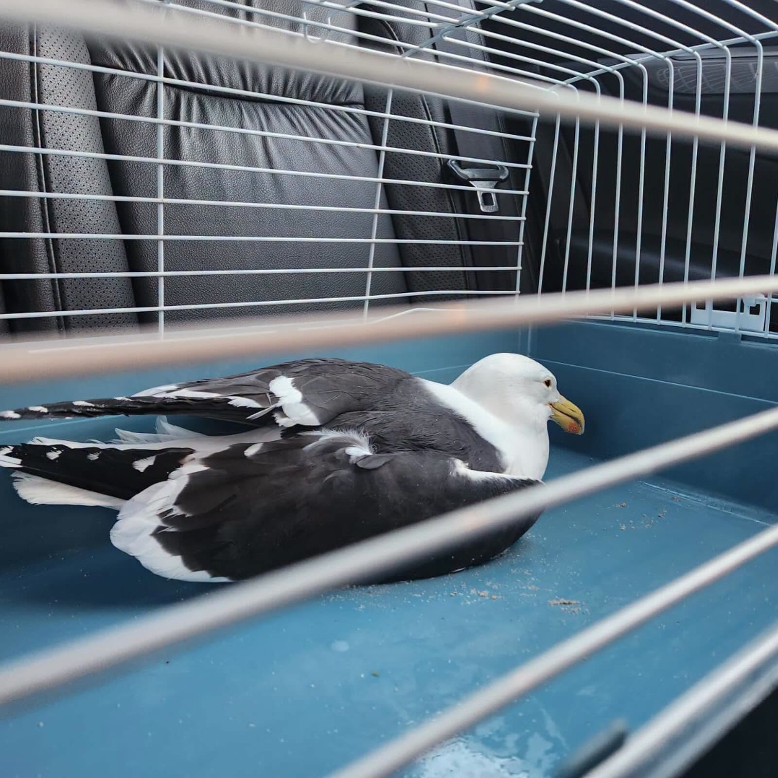 indoor pet bird HPAI risk UK biosecurity