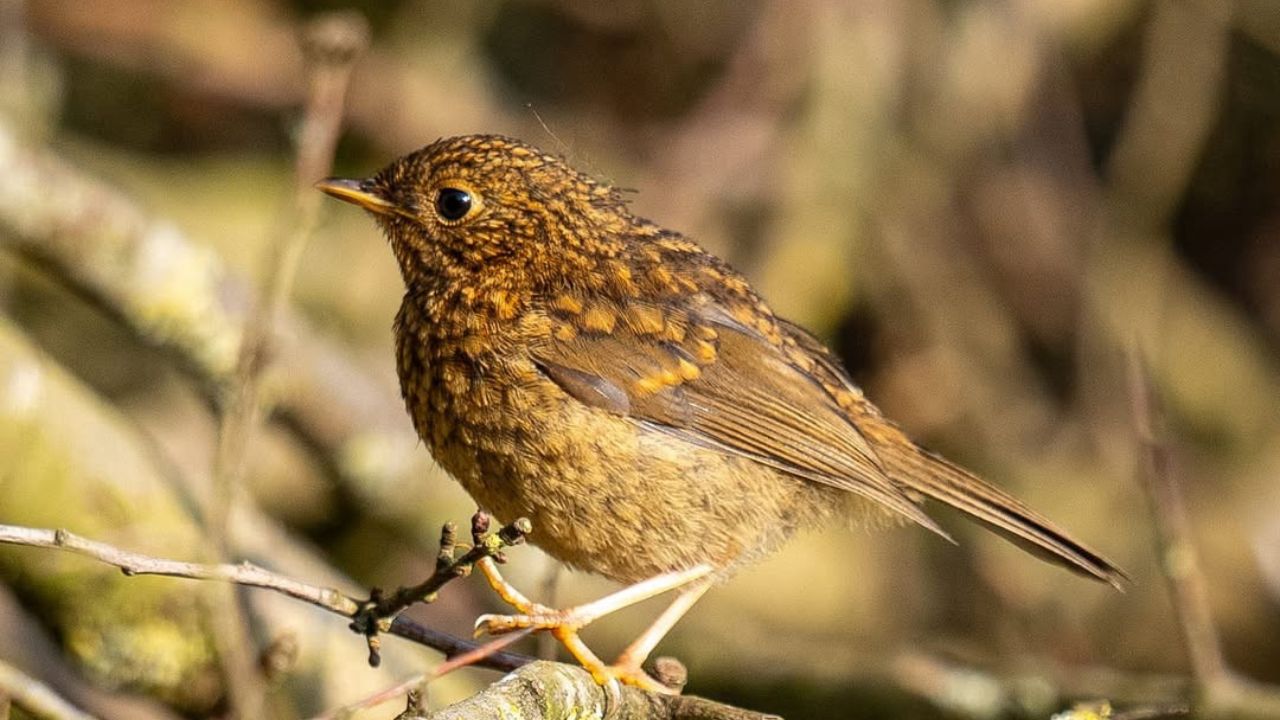 juvenile robin spotted breast late summer UK