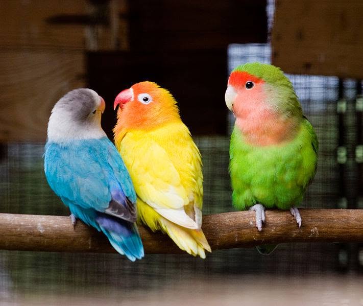 lovebird UK 2026 trend social media pet