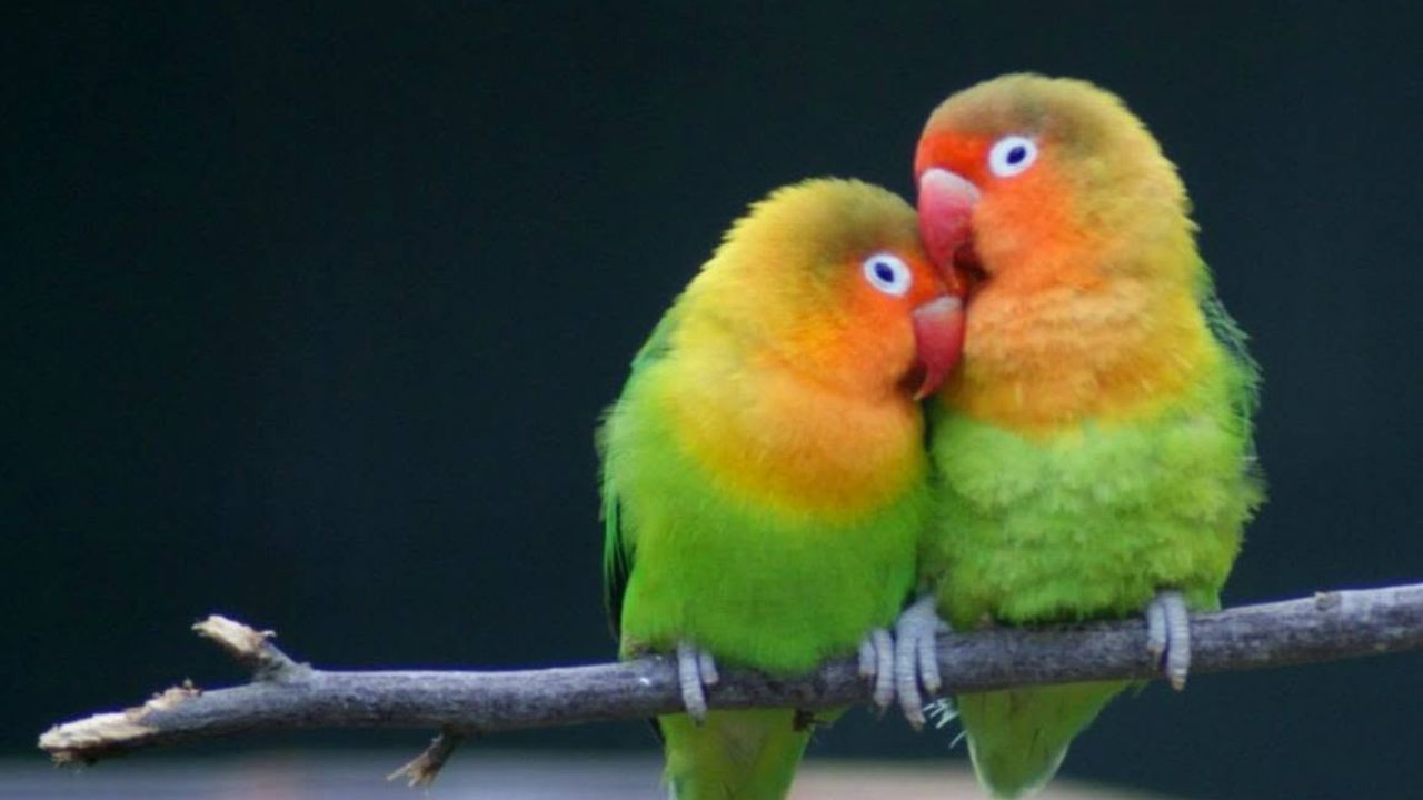 lovebird UK 2026 trendiest pet bird honest verdict