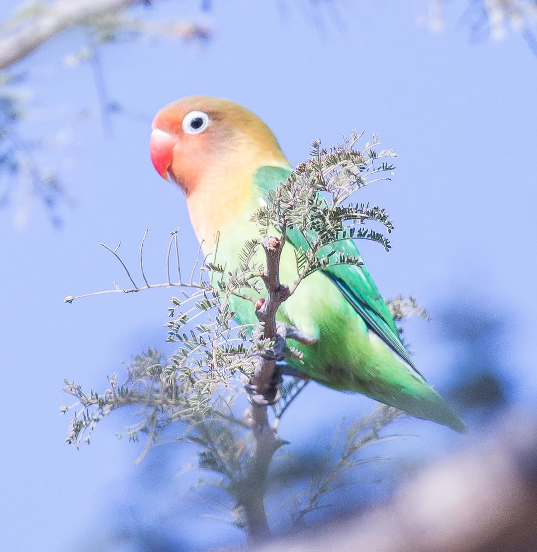 lovebird beak bite strength UK owner