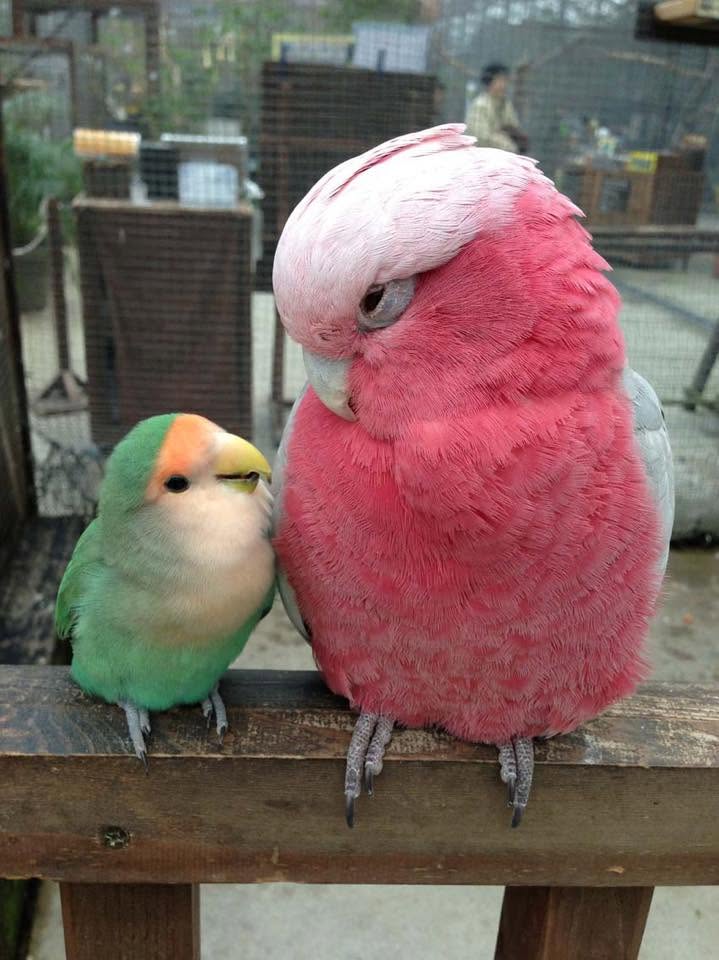 lovebird pair vs single pet UK bond