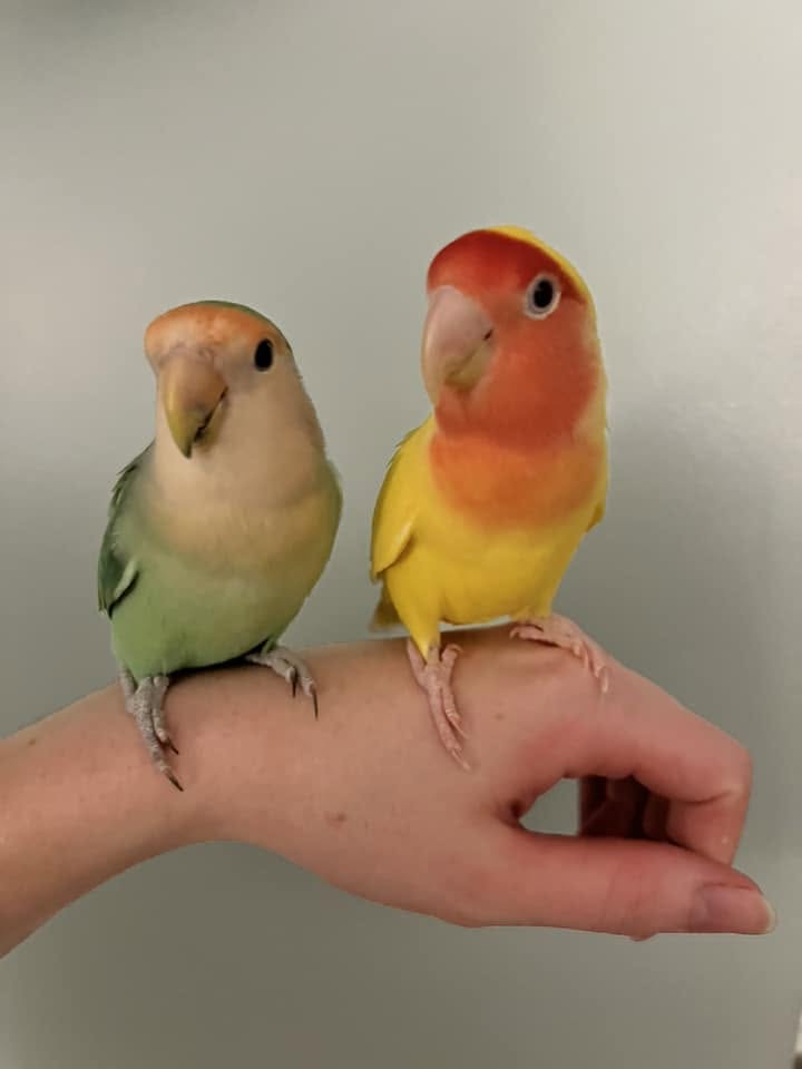 lovebird rehoming UK summer noise flat