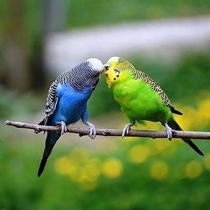 lovebird vs budgerigar comparison UK 2026