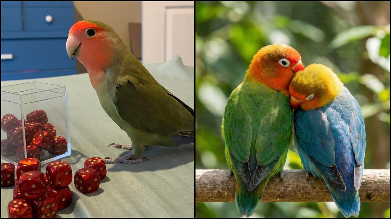 lovebirds vs cockatiels UK summer 2026 before buying