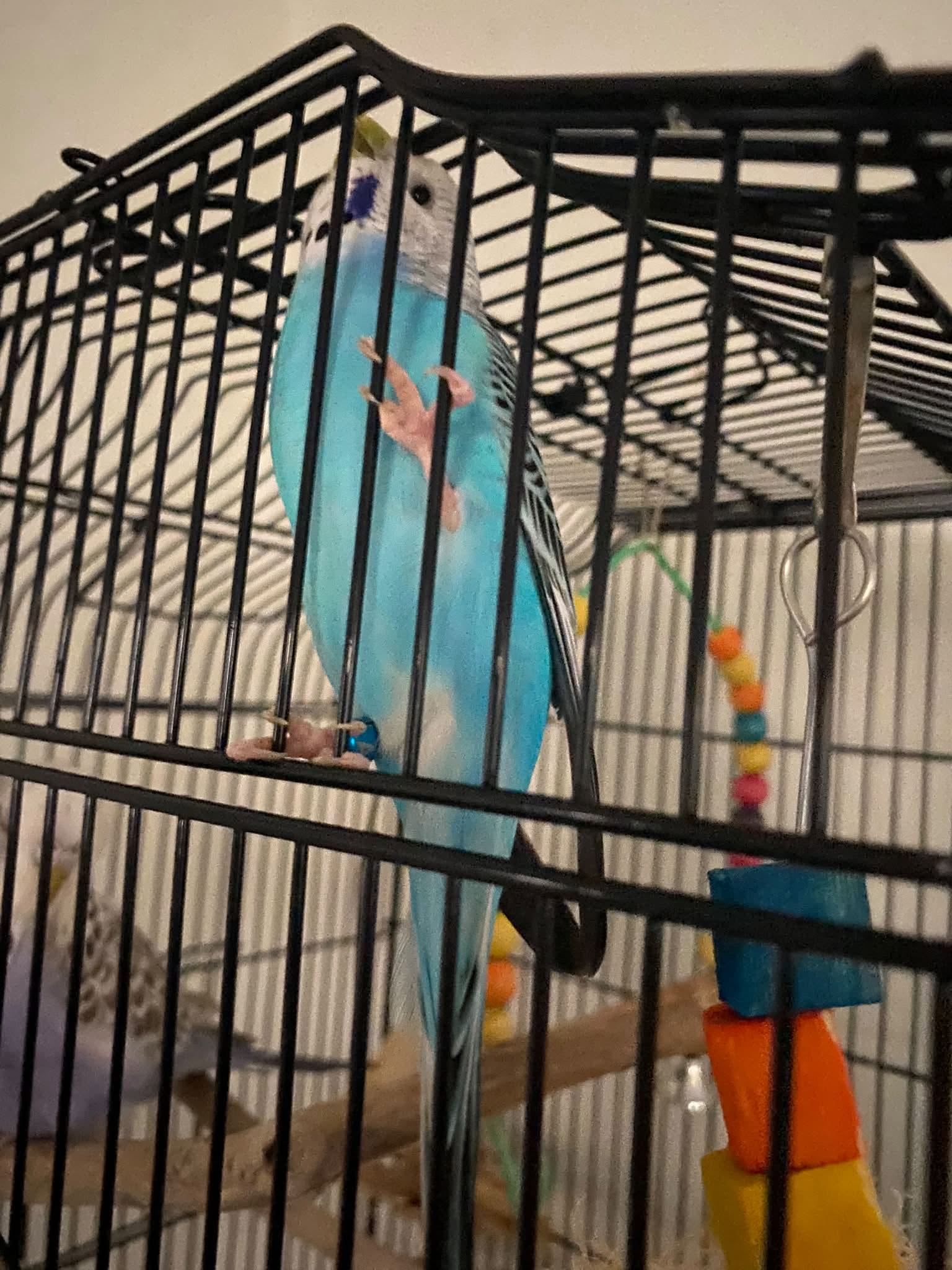monitoring pet bird health summer 2026 UK
