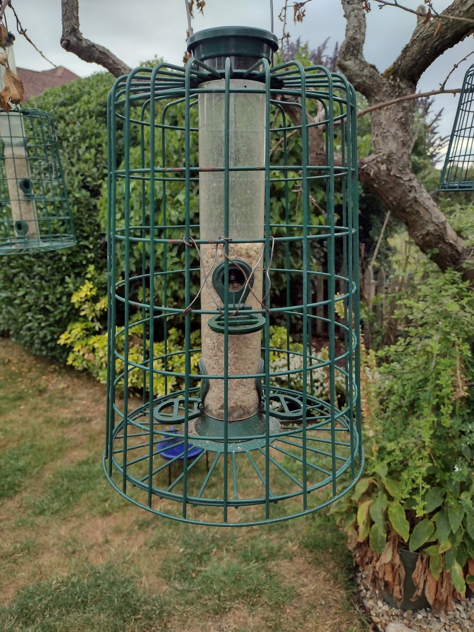 mouldy peanuts bird feeder aflatoxin risk UK