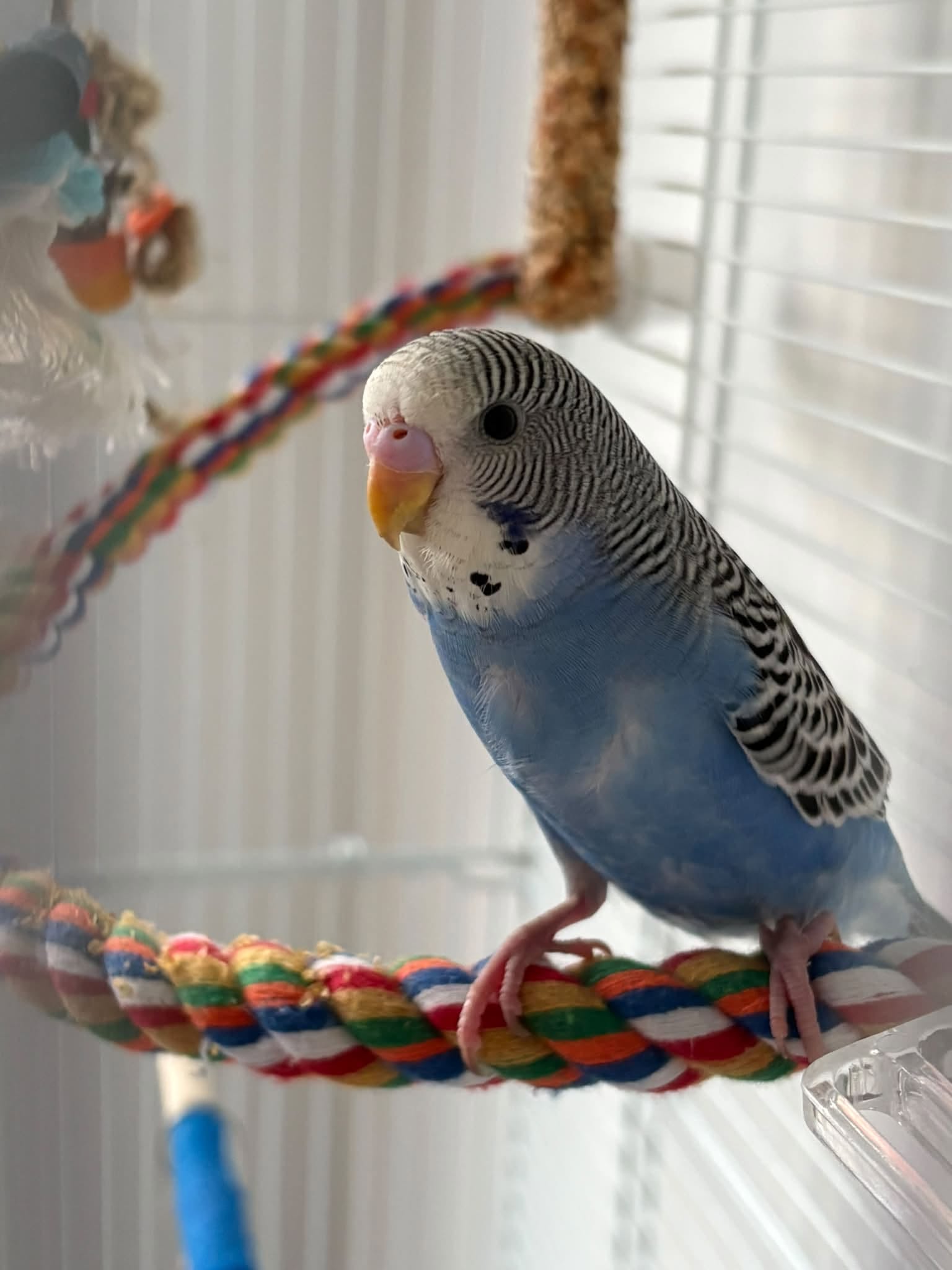 moulting budgie heat vulnerability summer UK 