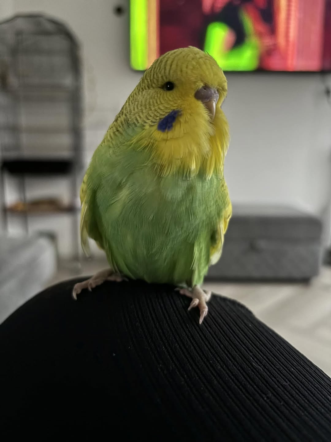 multiple pet bird summer risk factors home Uk
