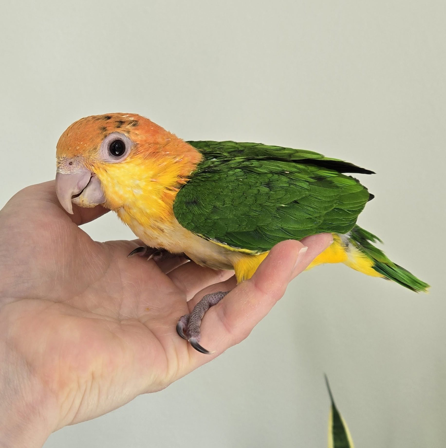 new bird quarantine pet bird biosecurity UK 2026