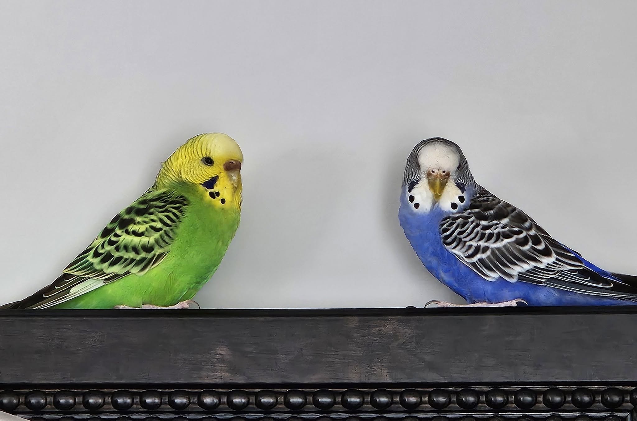 new budgie not settling summer holiday UK household
