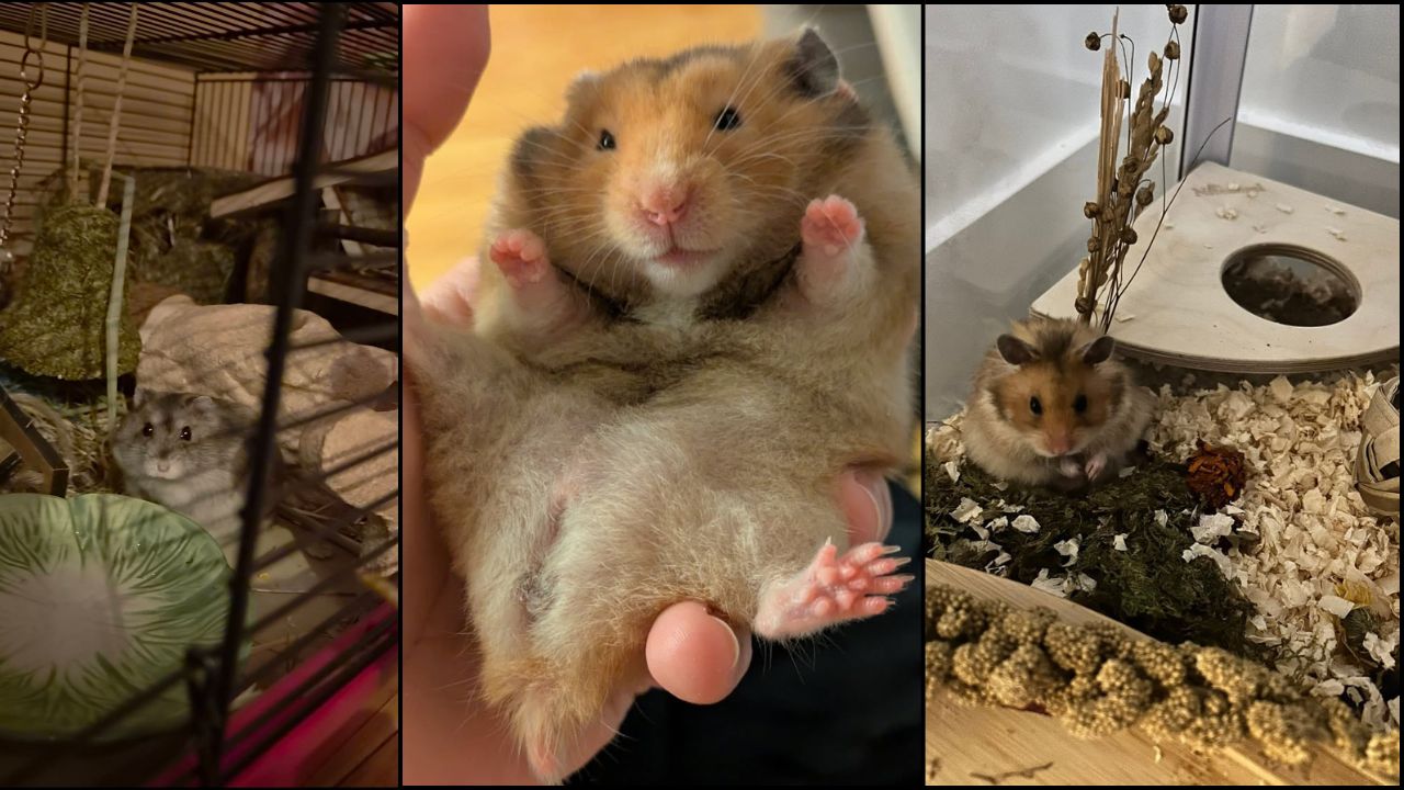 new hamster home trust building UK