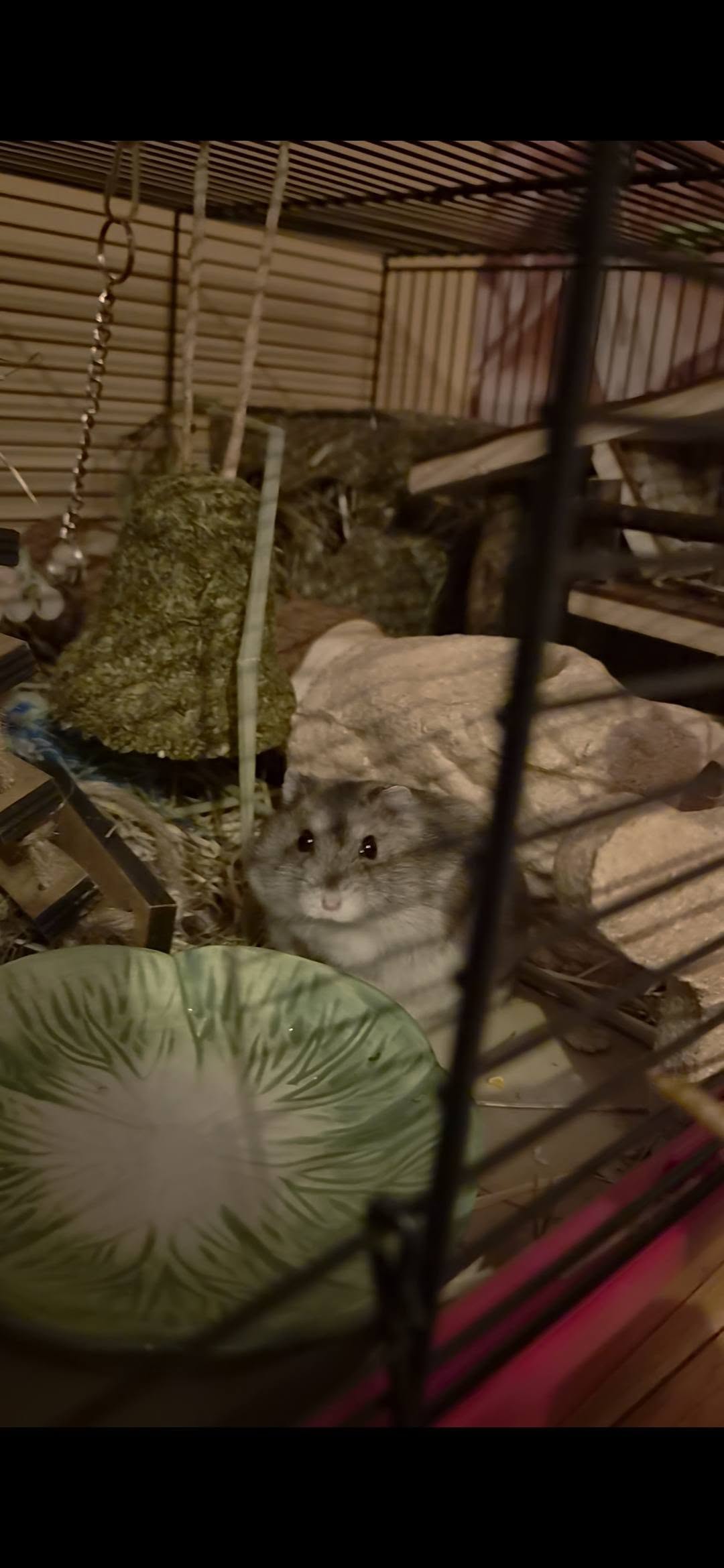new hamster settling into cage first day UK