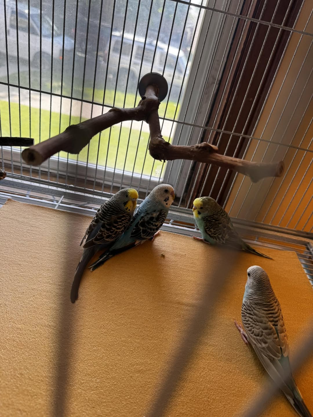 new pet bird alone september school UK routine change