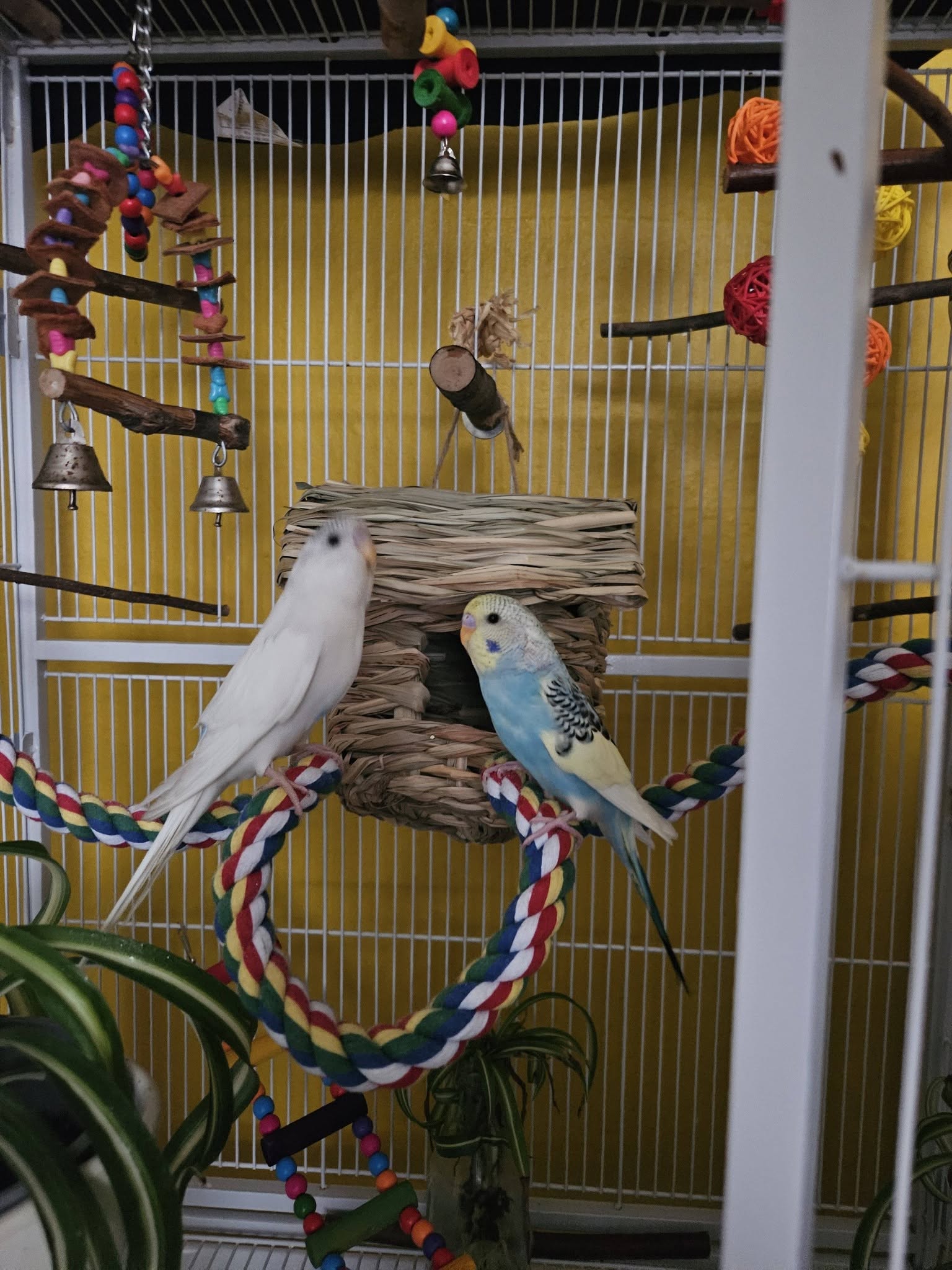 night light near budgie cage preventing night frights"