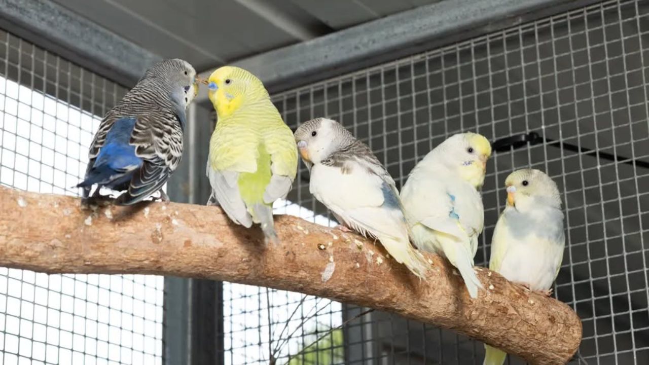 one million budgies UK homes welfare audit 2026