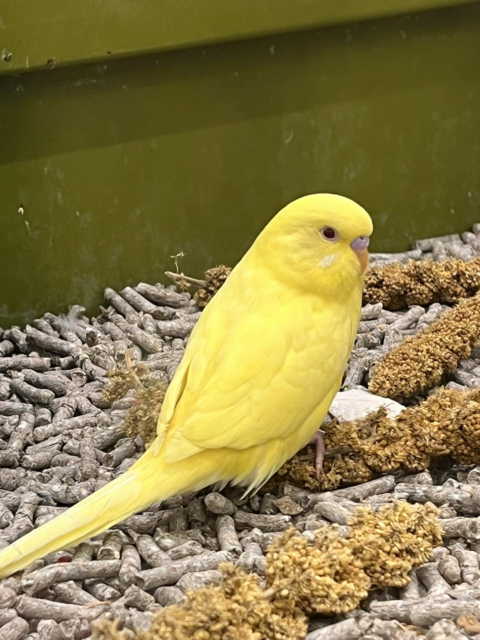 online pet bird purchase red flags UK