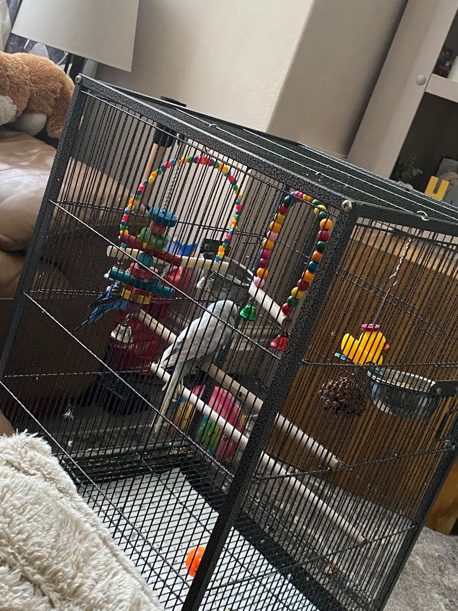 owner assessing budgie cage welfare standard UK 2026