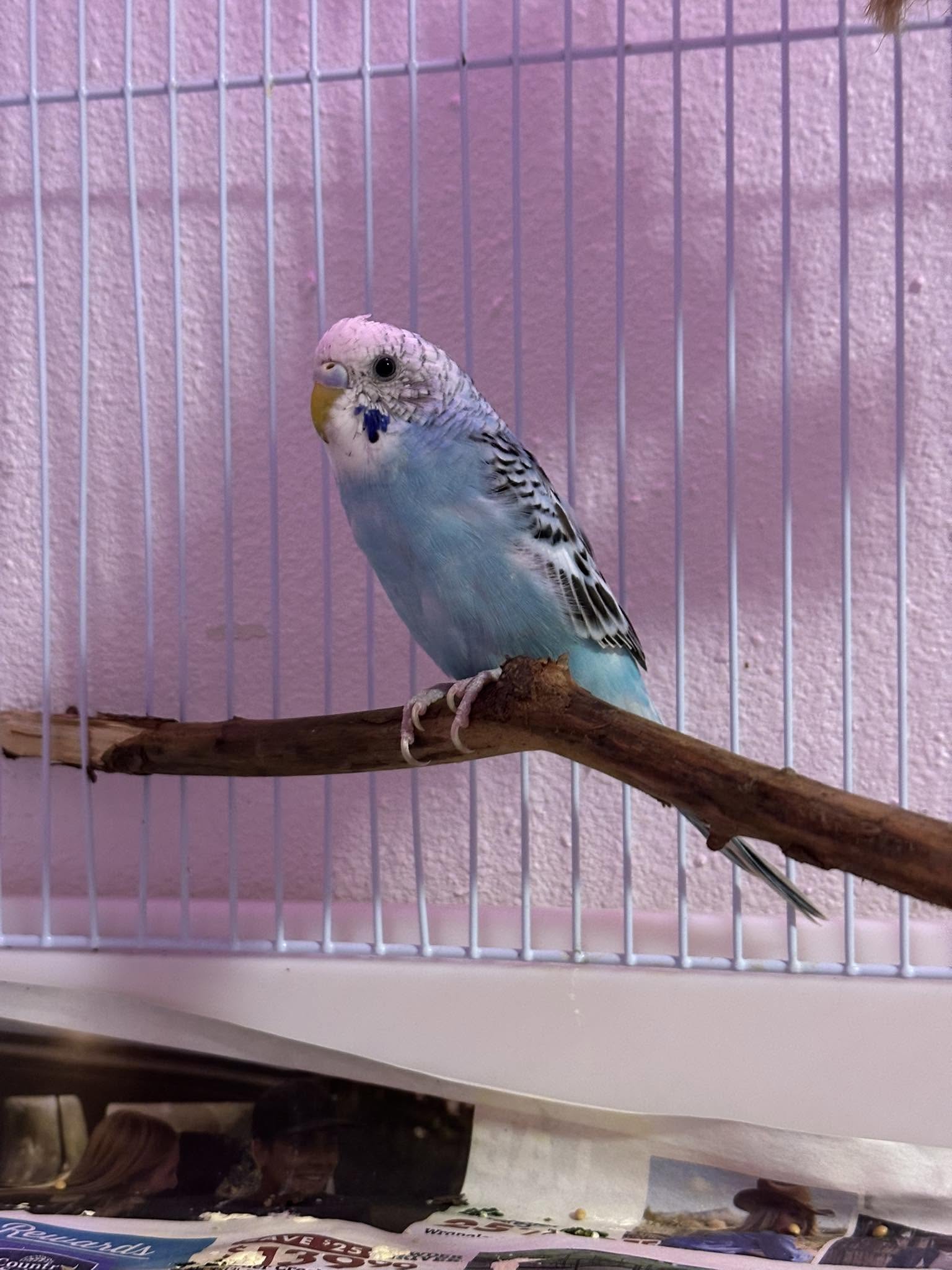 owner assessing budgie thriving surviving welfare audit UK