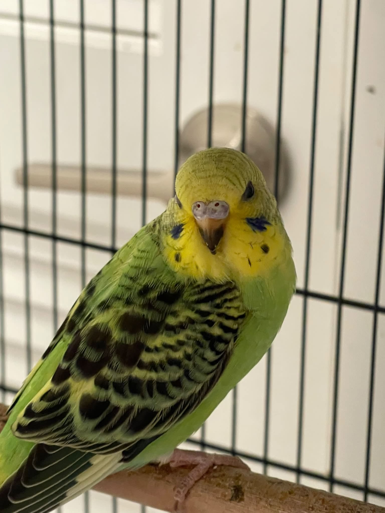 owner daily social interaction budgie UK meaningful contact