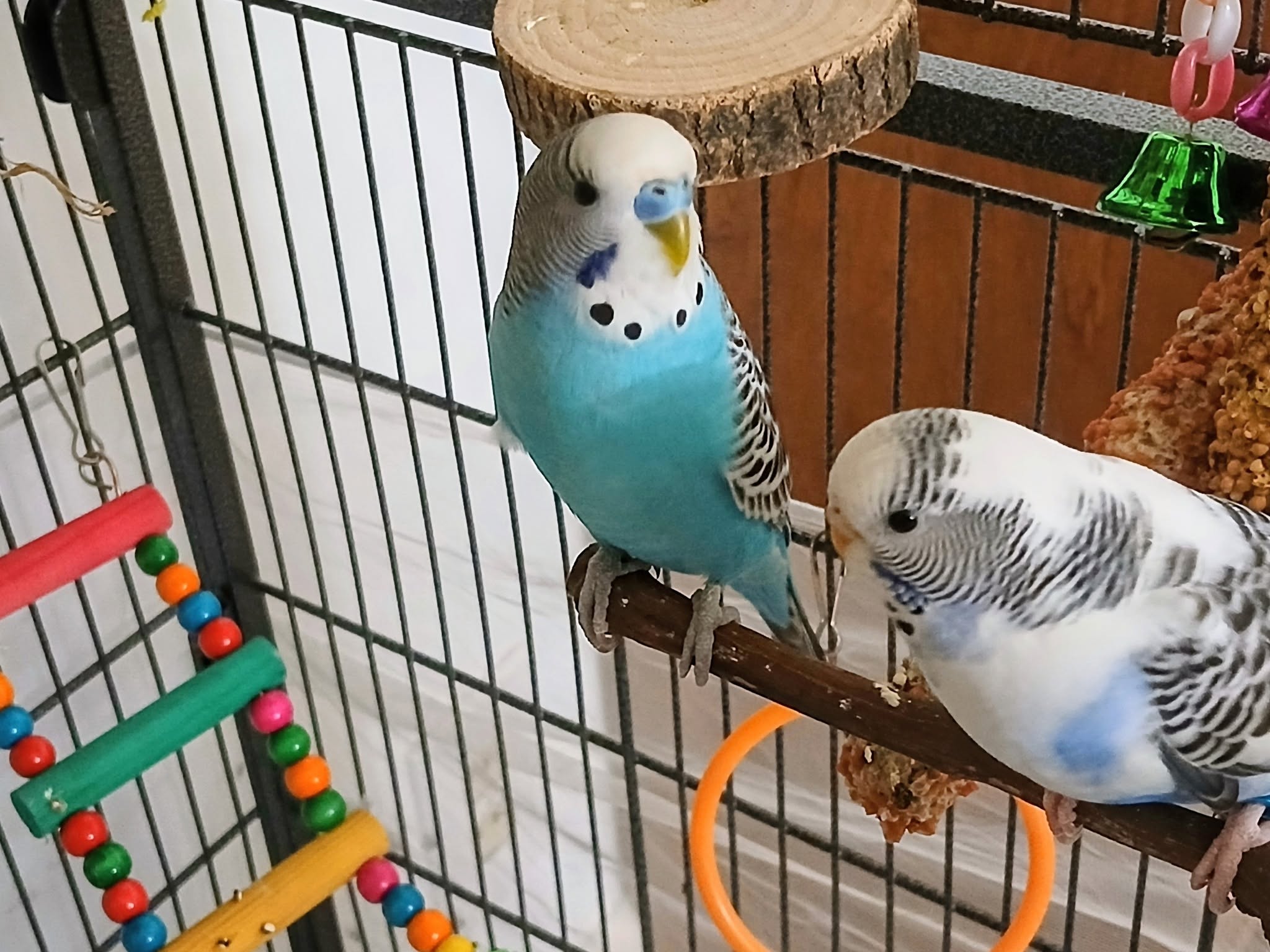 owner moving budgie cage to safe summer position UK