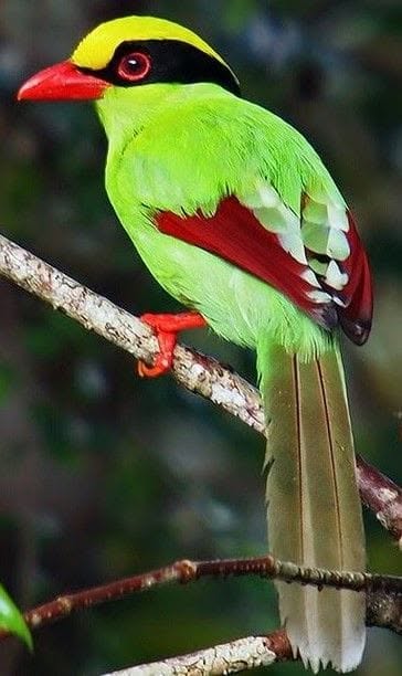 paradise pets swindon conservation conversation bird sourcing