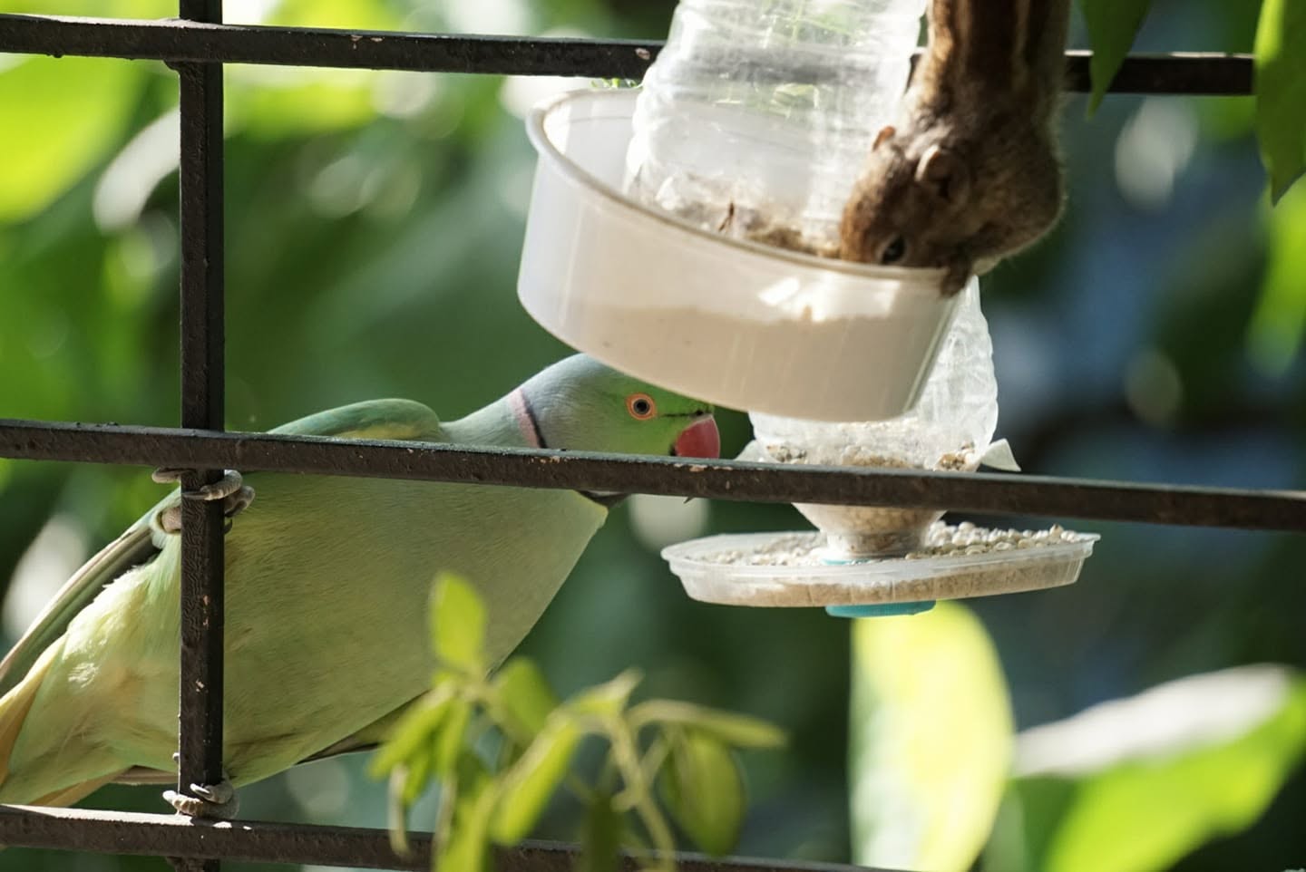 parakeet among sparrows Central Park escaped social flock