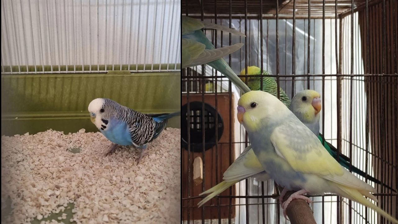 parakeet escaped central park sparrows UK budgie social needs