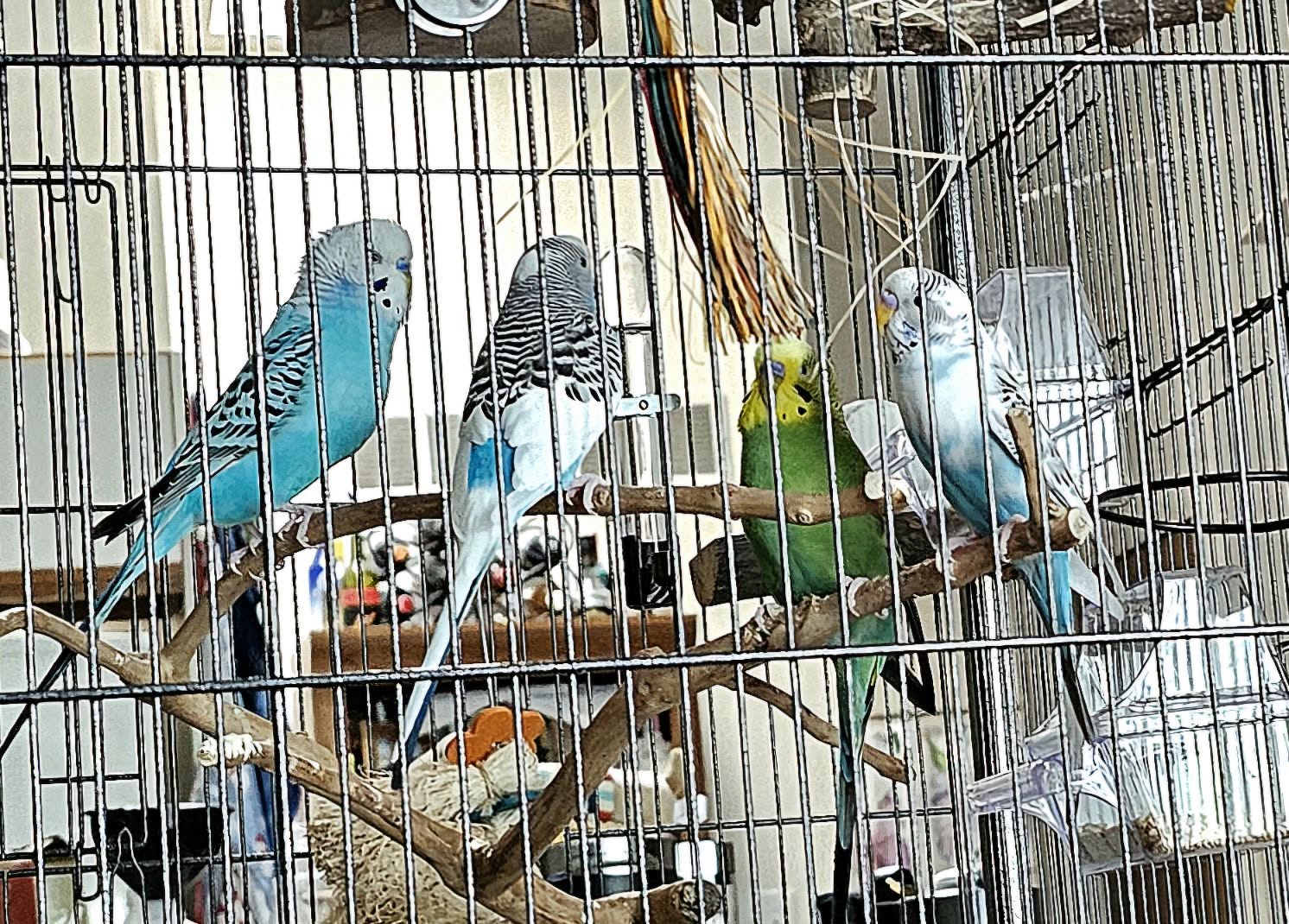 parent child budgie responsibility daily care UK