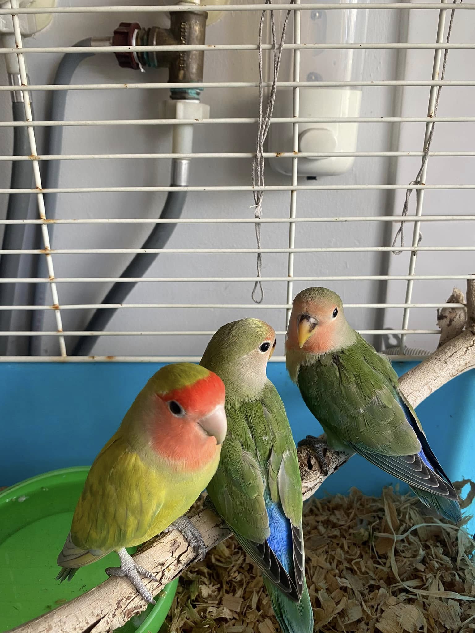peach faced lovebird UK pet bird care