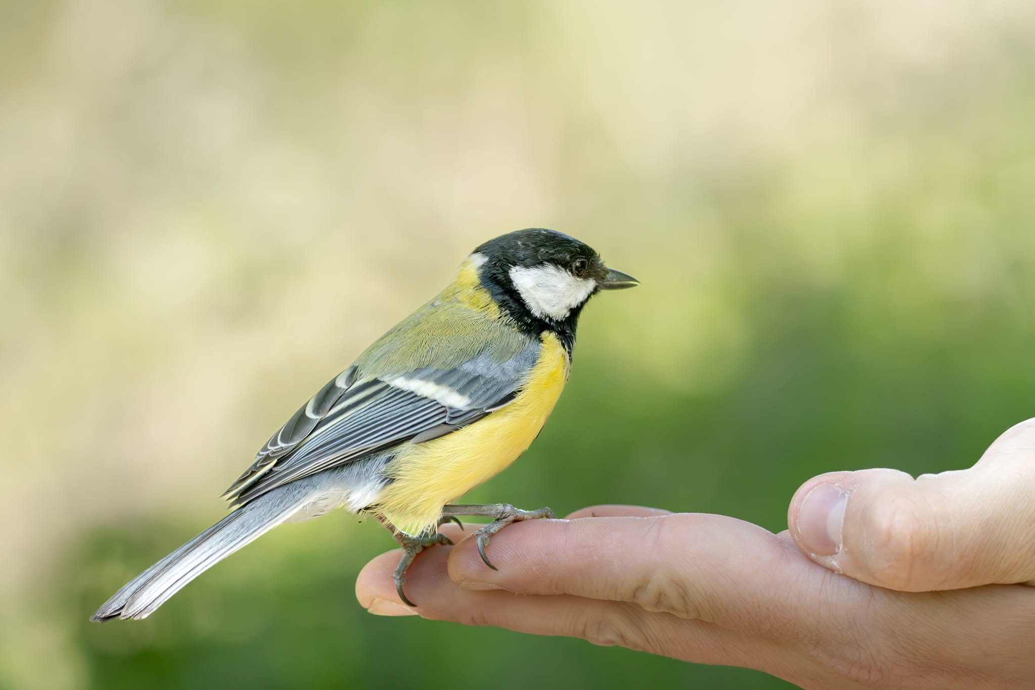 person garden feeder hands indoor pet bird transmission