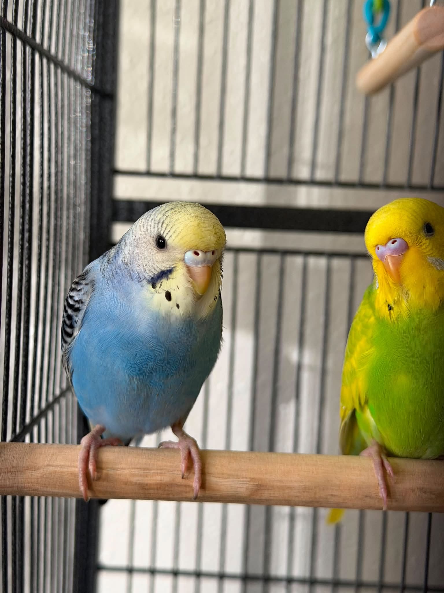 pet bird biosecurity footwear UK HPAI prevention