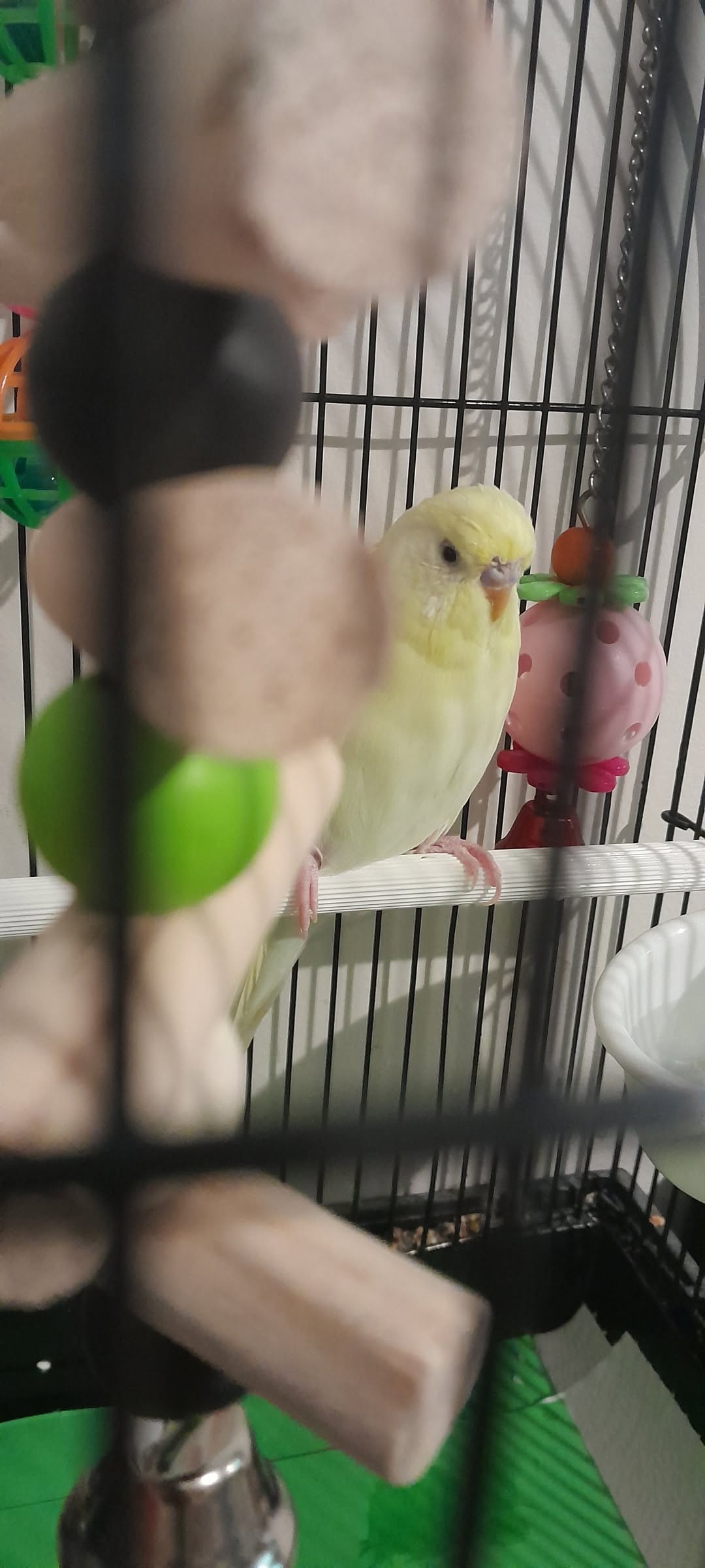 pet bird emergency vet toxic exposure UK