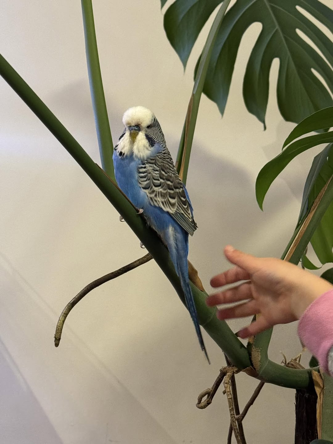 pet bird holiday care options UK 2026