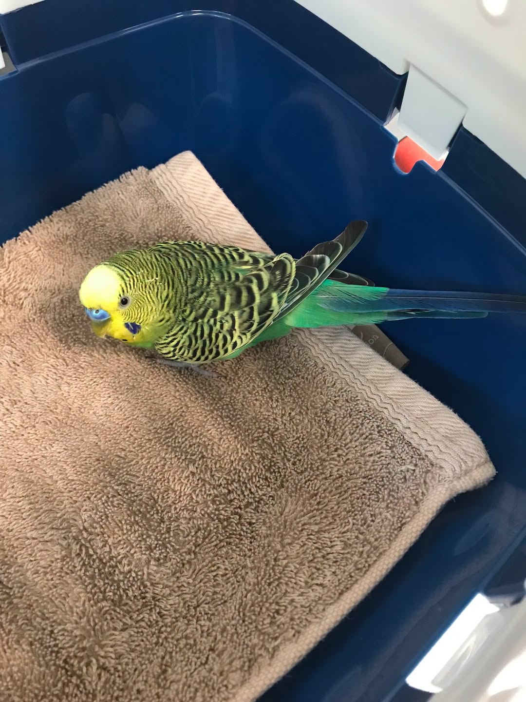 pet bird online scam warning UK 2026 