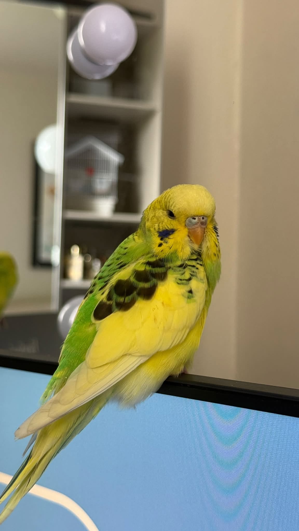 pet bird owner UK warnings missed information gap